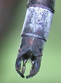 Southern Spreadwing